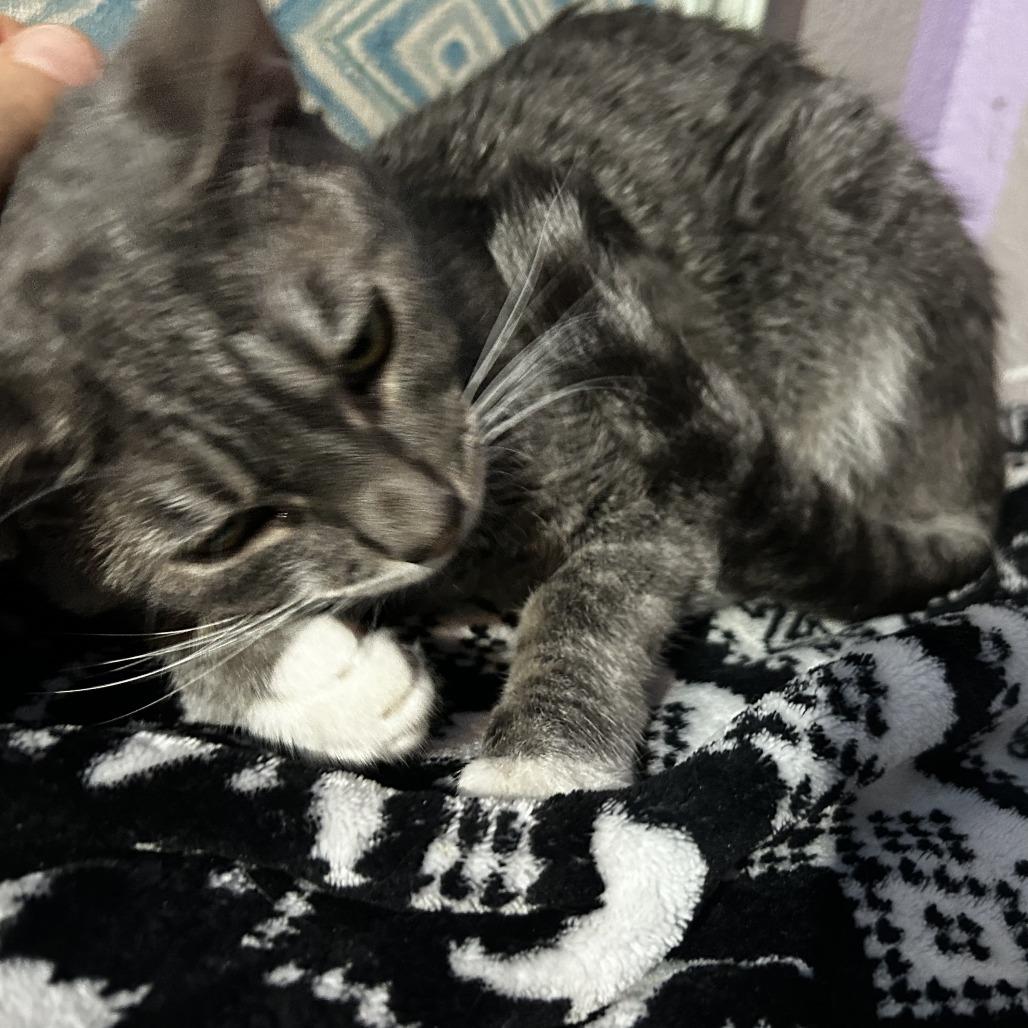 Enlarge King, a Adoptable Domestic Short Hair in Pleasanton, CA image 4/6