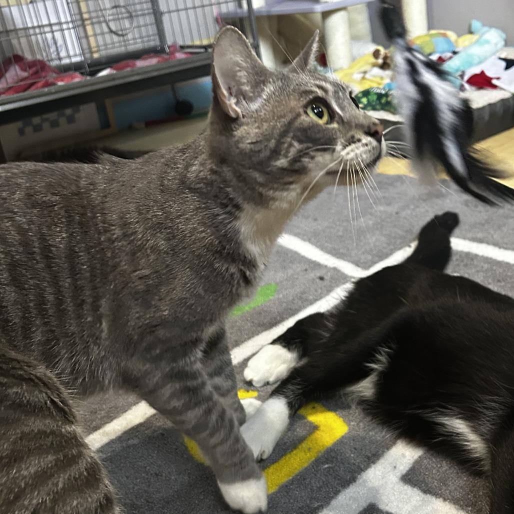 Enlarge King, a Adoptable Domestic Short Hair in Pleasanton, CA image 5/6