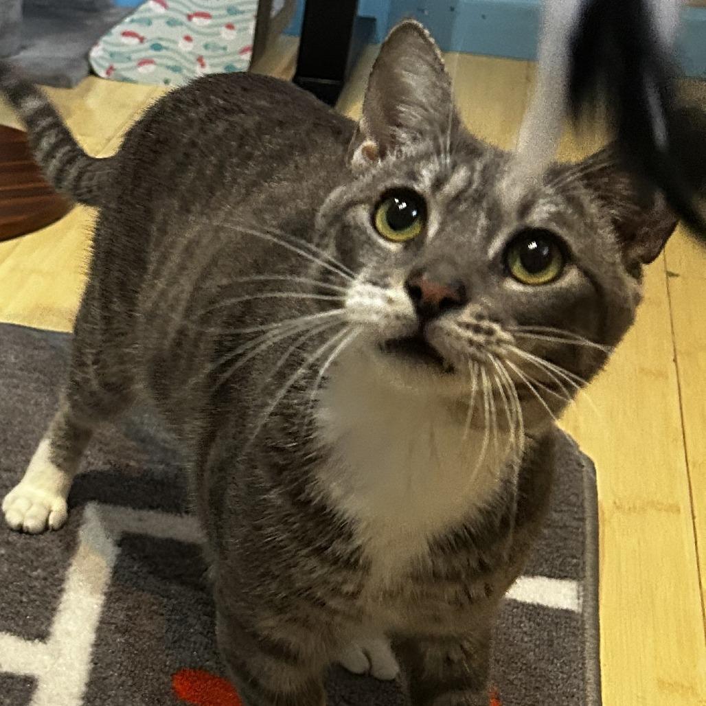 Enlarge King, a Adoptable Domestic Short Hair in Pleasanton, CA image 5/6