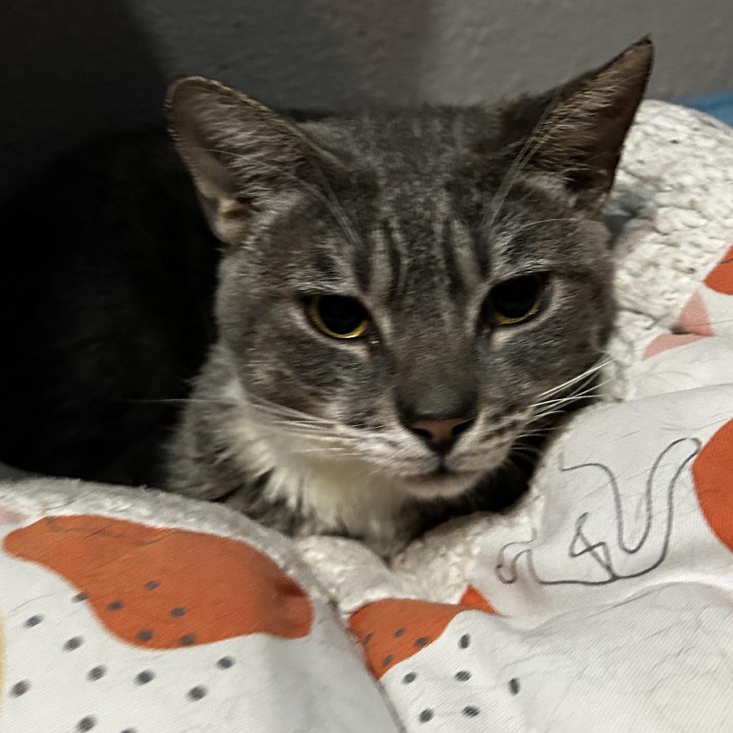 Enlarge King, a Adoptable Domestic Short Hair in Pleasanton, CA image 6/6