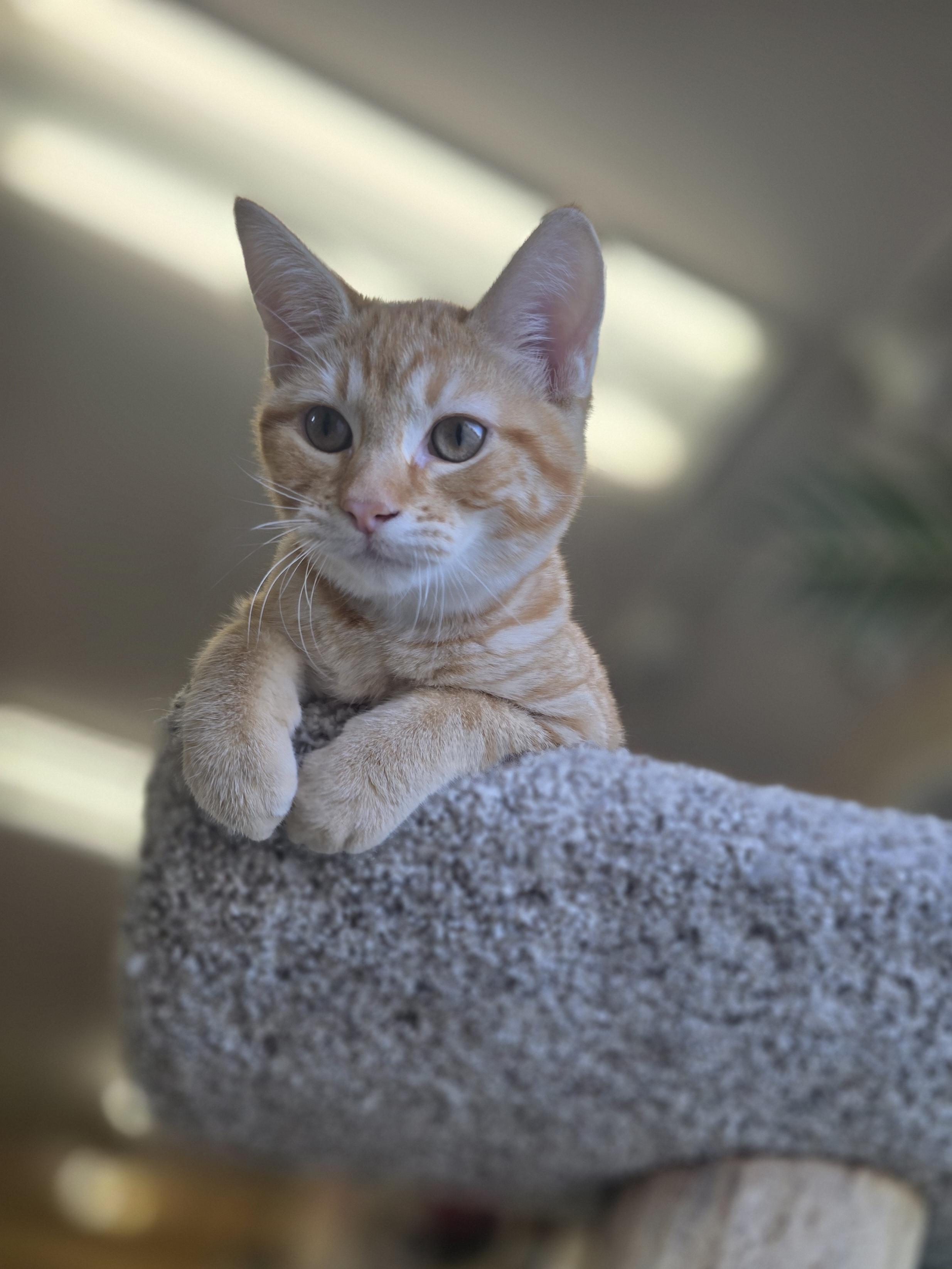 Enlarge April, a ADOPTABLE Domestic Short Hair in Madison, WI image 1/5