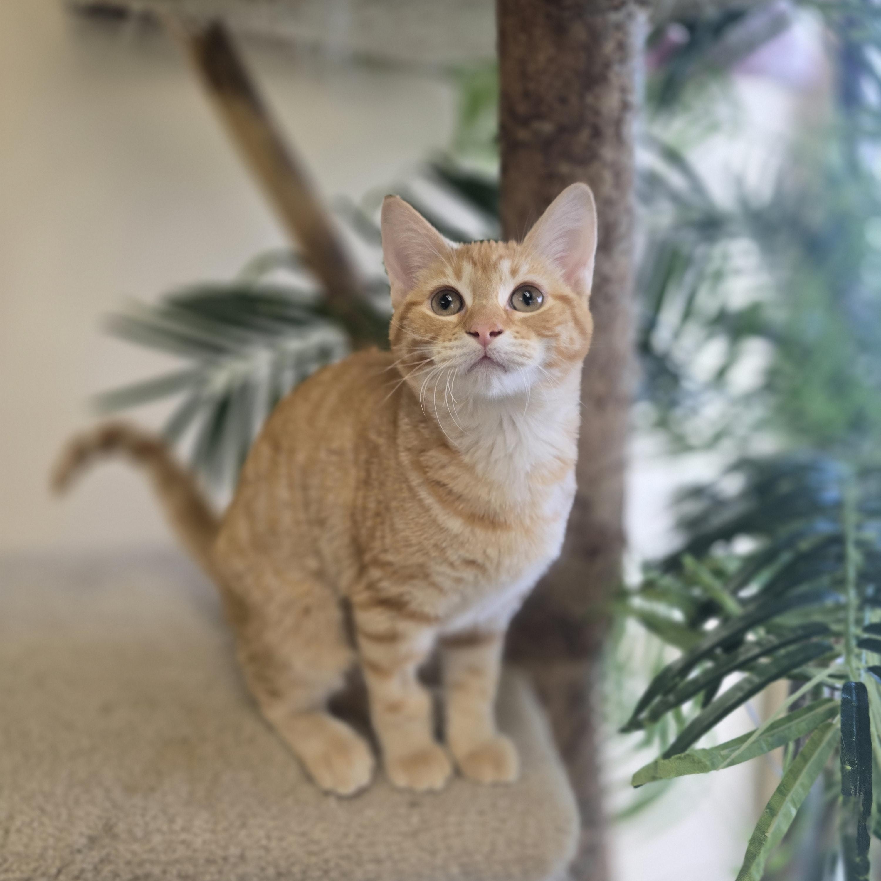 Enlarge April, a ADOPTABLE Domestic Short Hair in Madison, WI image 4/5