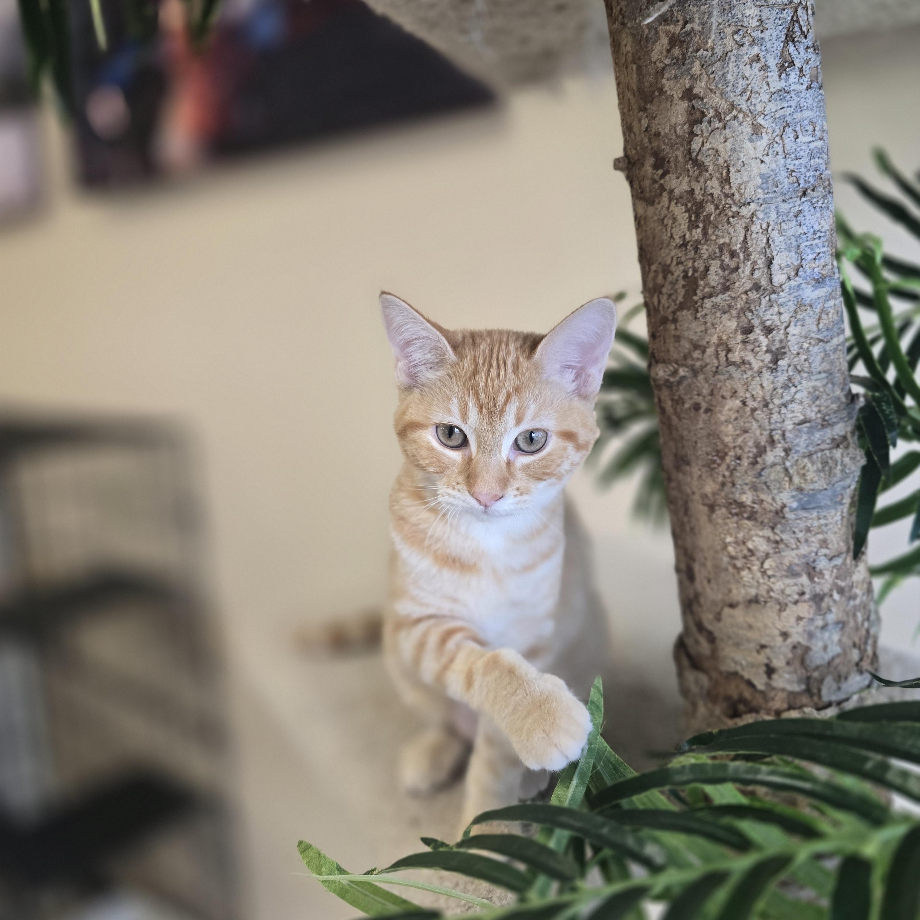 Enlarge April, a ADOPTABLE Domestic Short Hair in Madison, WI image 2/5