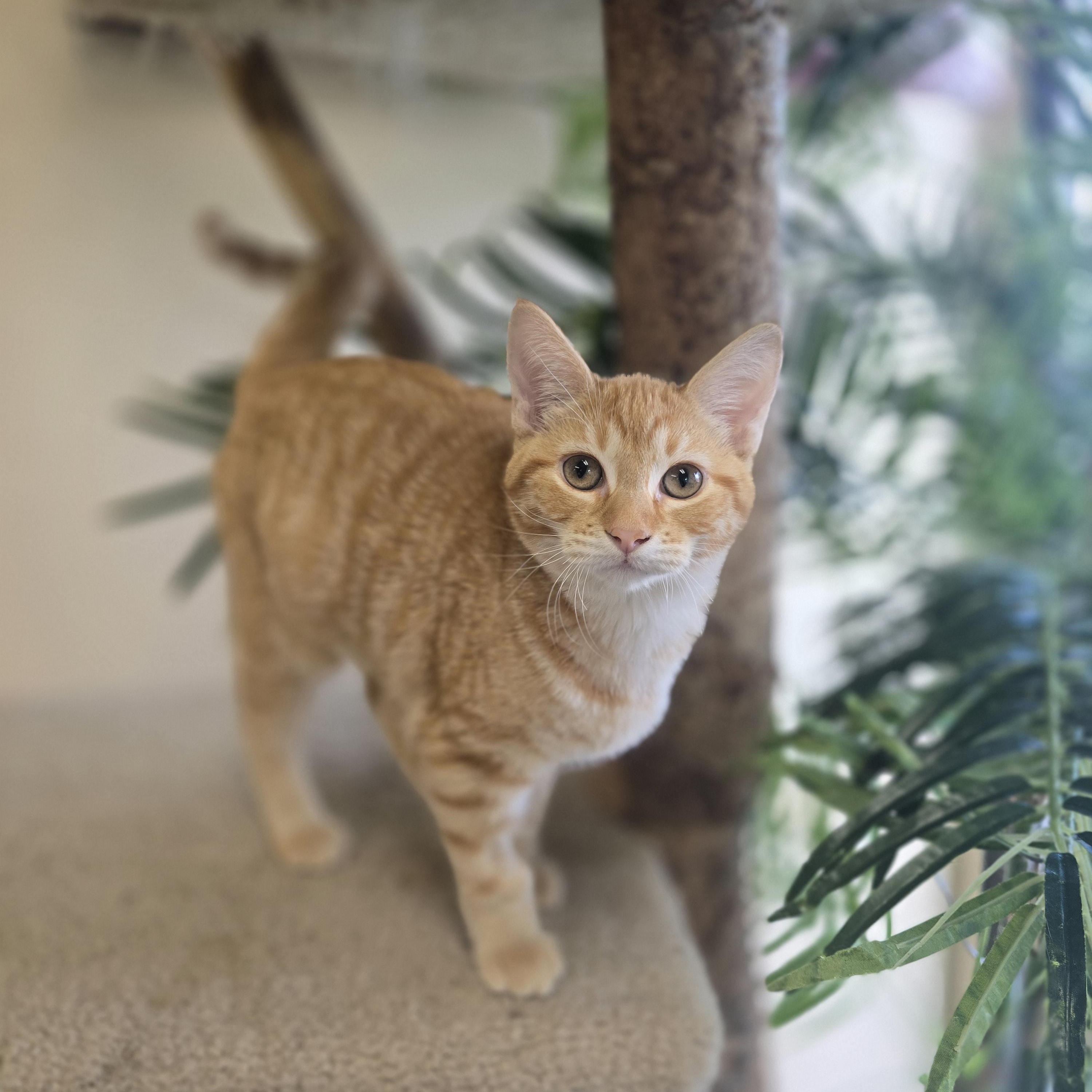 Enlarge April, a ADOPTABLE Domestic Short Hair in Madison, WI image 3/5