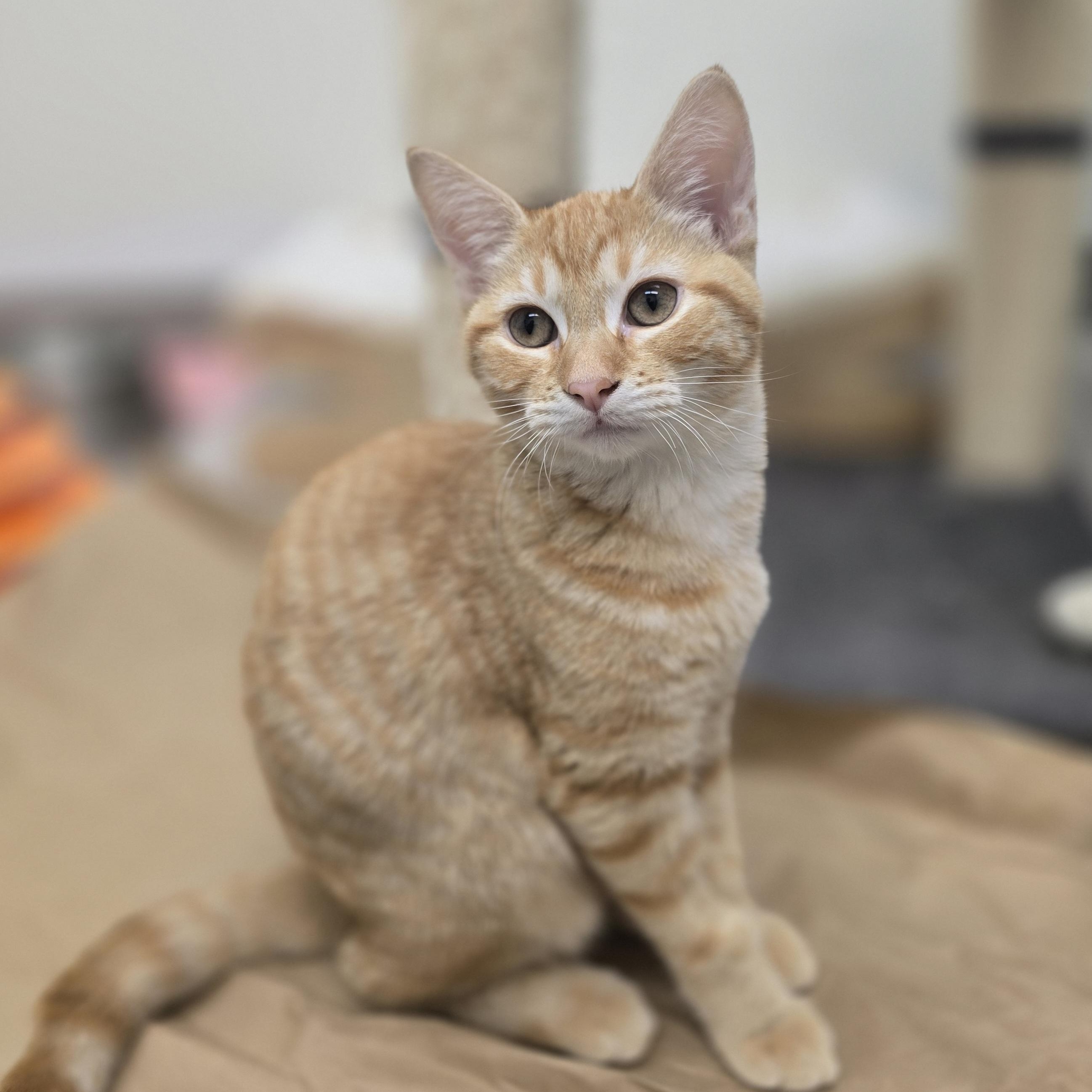 Enlarge April, a ADOPTABLE Domestic Short Hair in Madison, WI image 5/5