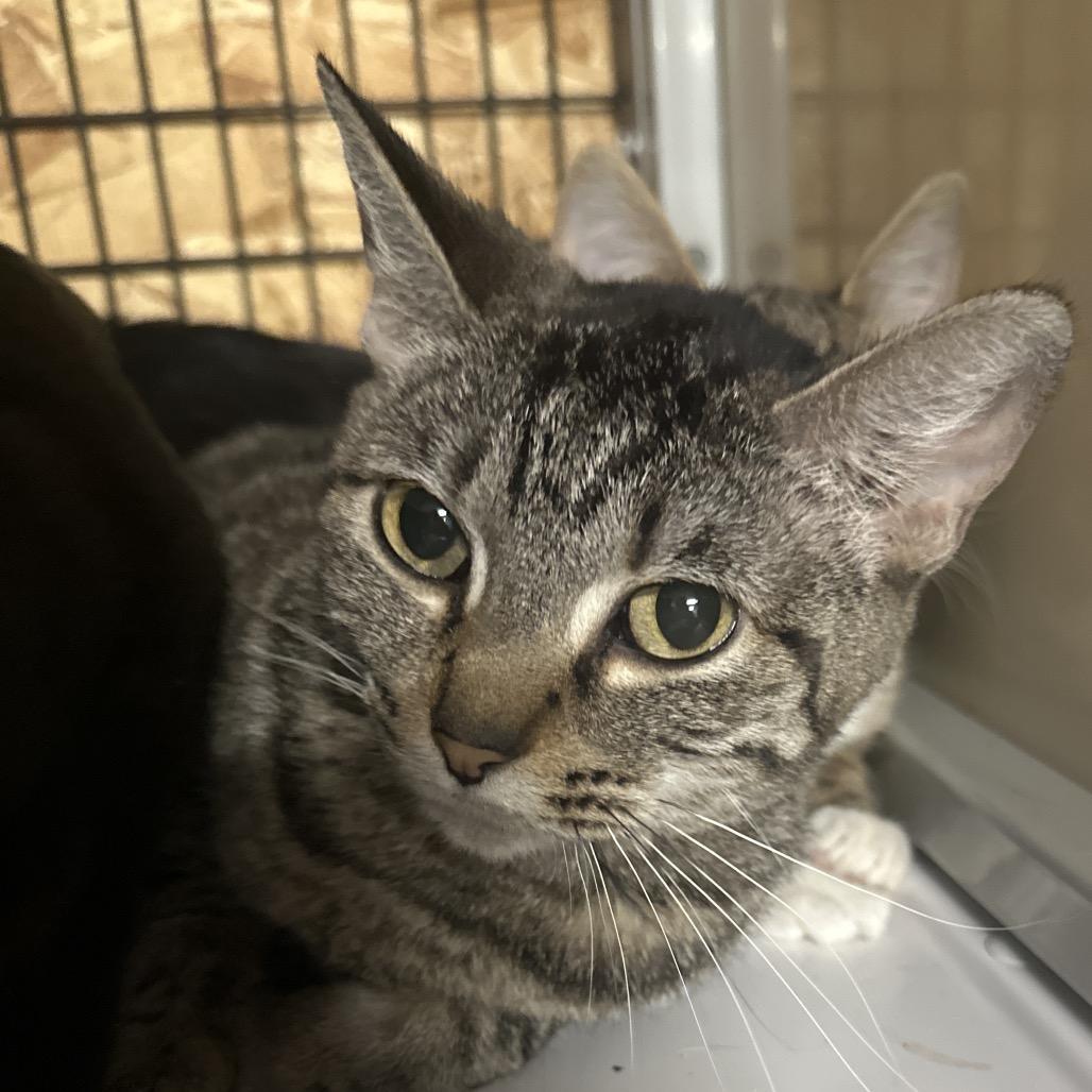 Lola Bunny, a ADOPTABLE Domestic Short Hair in Clinton, IL image 4/4