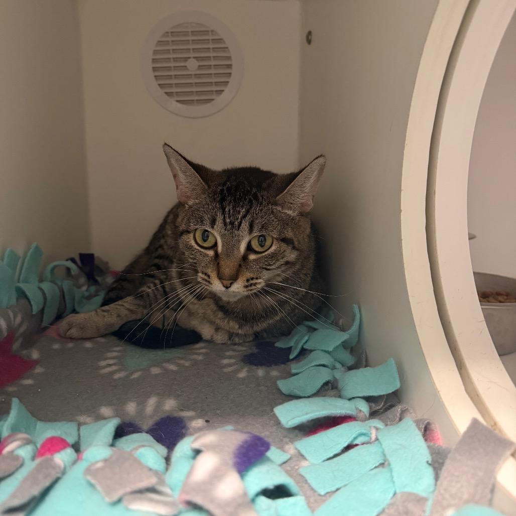 Lola Bunny, a ADOPTABLE Domestic Short Hair in Clinton, IL image 2/4