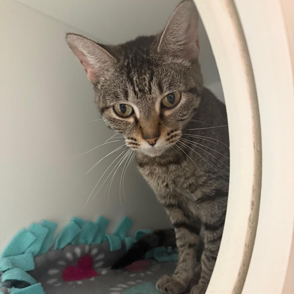 Lola Bunny, ADOPTABLE, Adult Female Domestic Short Hair.