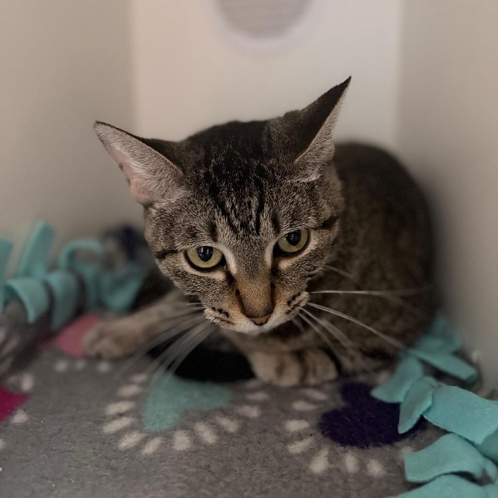 Lola Bunny, a ADOPTABLE Domestic Short Hair in Clinton, IL image 3/4