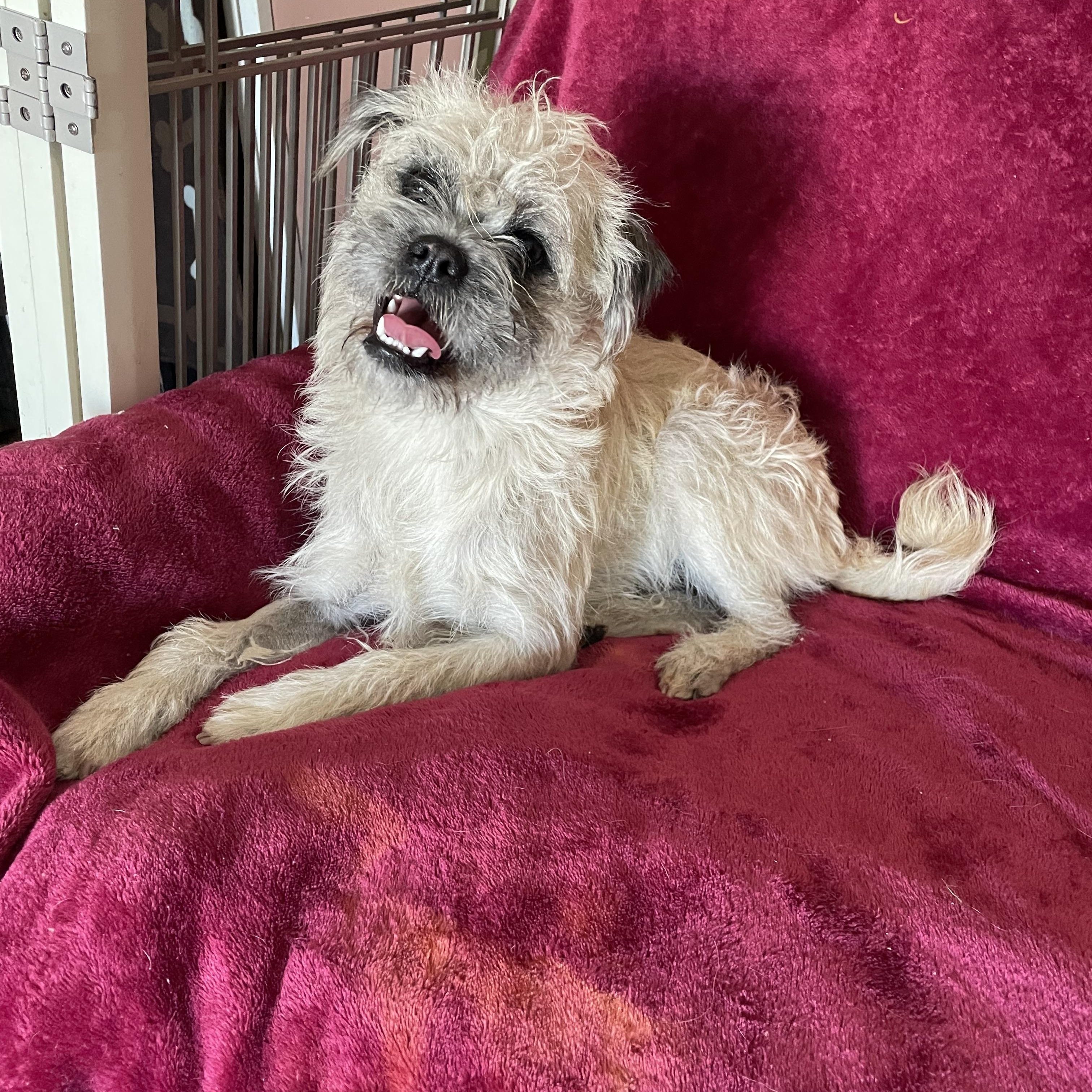 Benji, Adoptable, Adult Male Brussels Griffon & Shih Tzu.