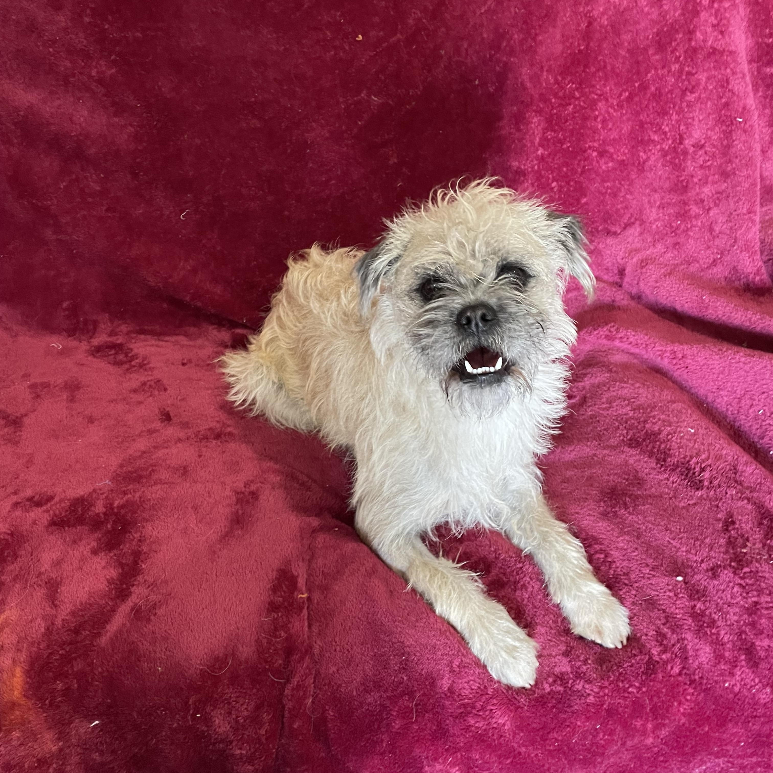 Enlarge Benji, a Adoptable mixed breed in Phoenix, AZ image 2/2