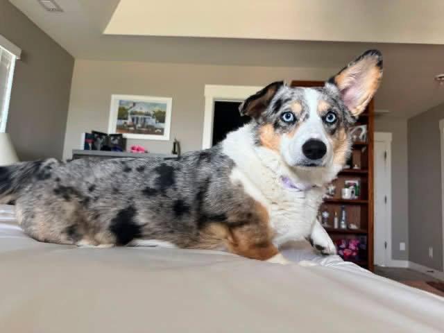 Delilah, Adopted, Young Female Corgi.