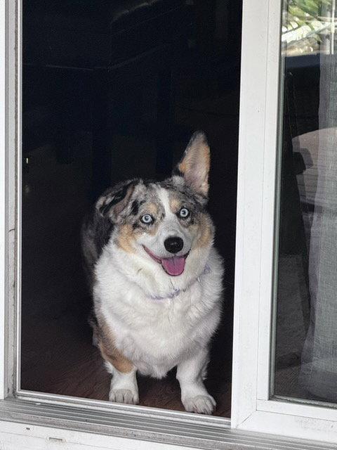 Delilah, a Adopted Corgi in Denver, CO image 2/3
