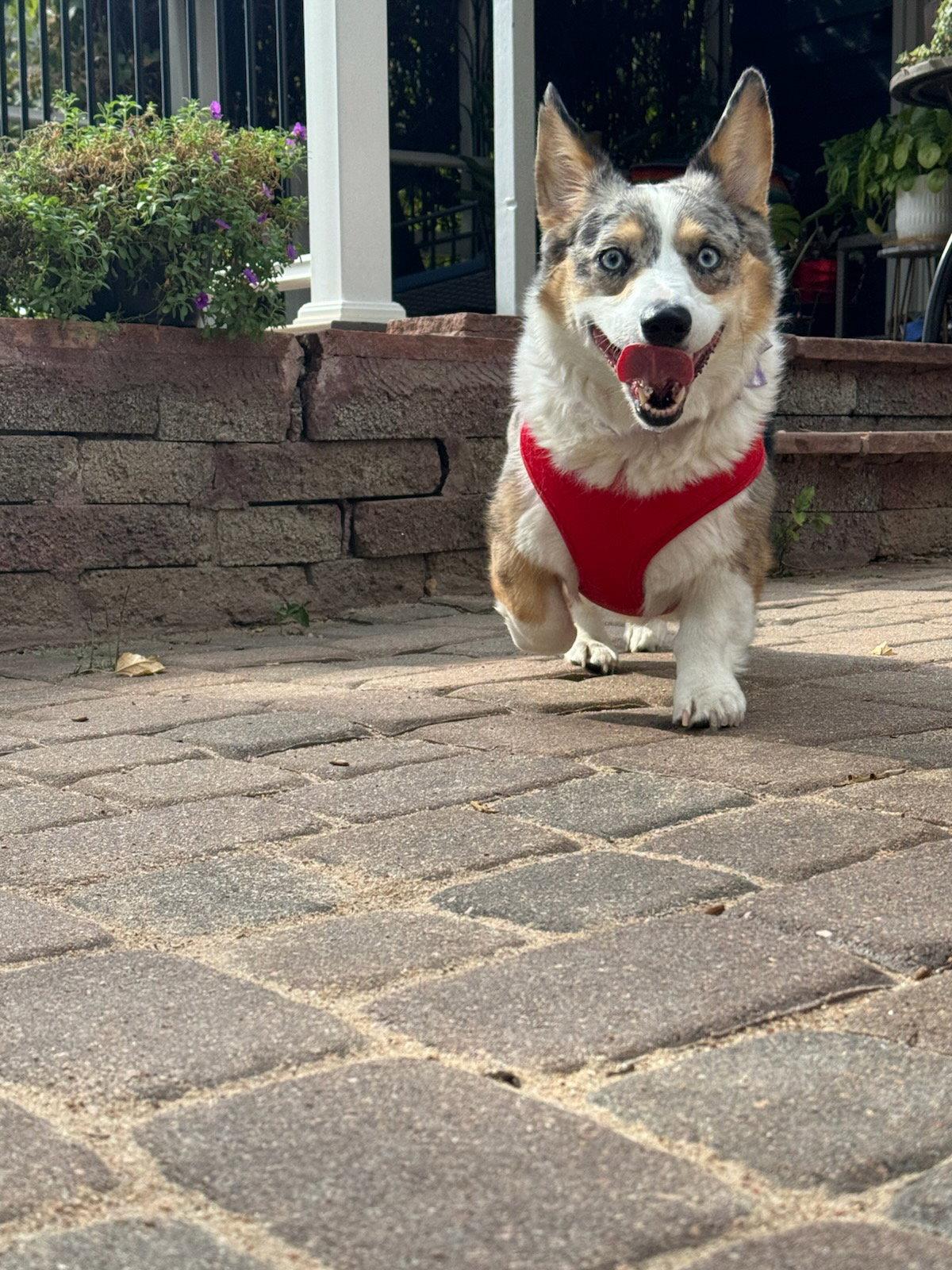 Delilah, a Adopted Corgi in Denver, CO image 3/3