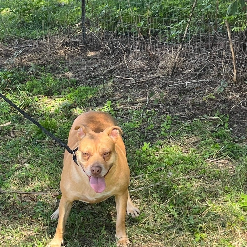 Muffin, a Adoptable mixed breed in Marietta, GA image 1/4