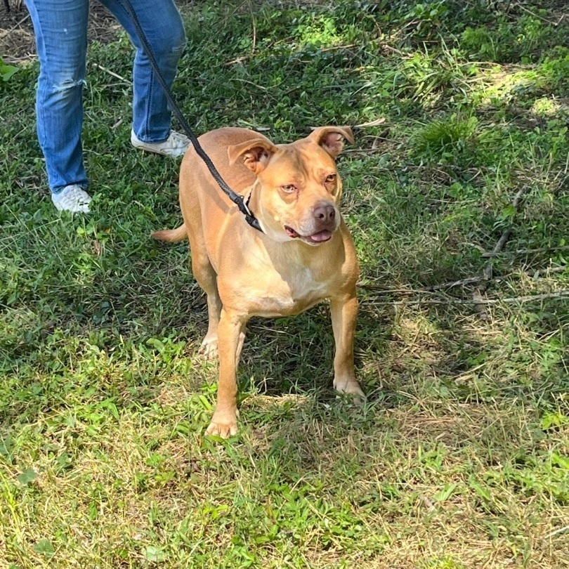 Muffin, a Adoptable mixed breed in Marietta, GA image 2/4