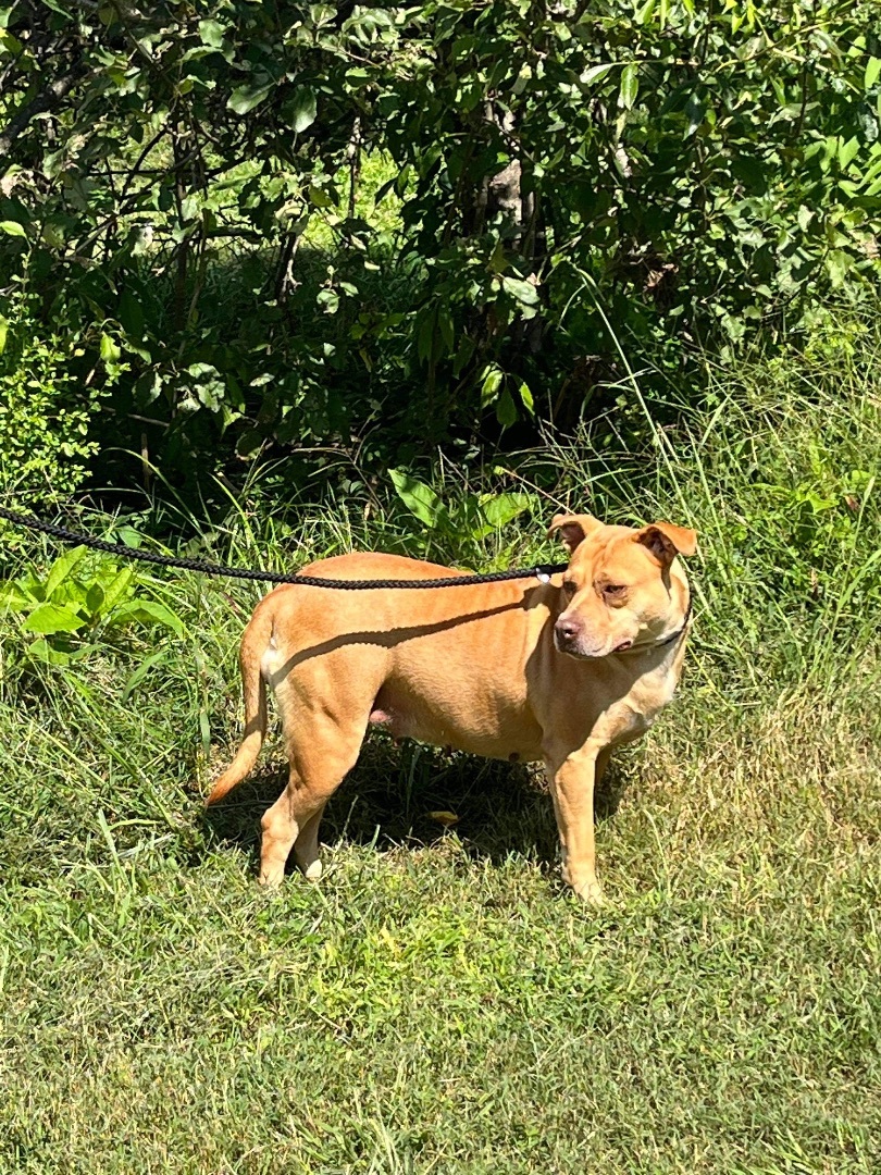 Muffin, a Adoptable mixed breed in Marietta, GA image 3/4