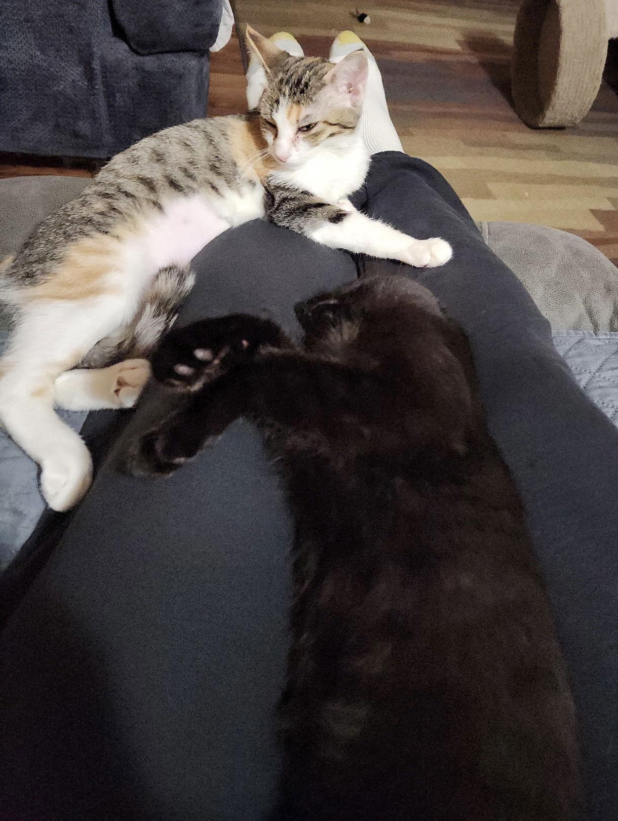 Leia, Adoptable, Kitten Female Domestic Short Hair.