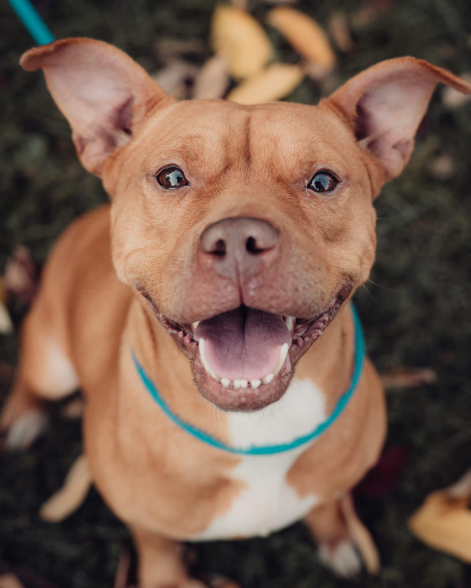 Enlarge Belly (in a FOSTER home), a Adoptable mixed breed in Springfield, IL image 1/5