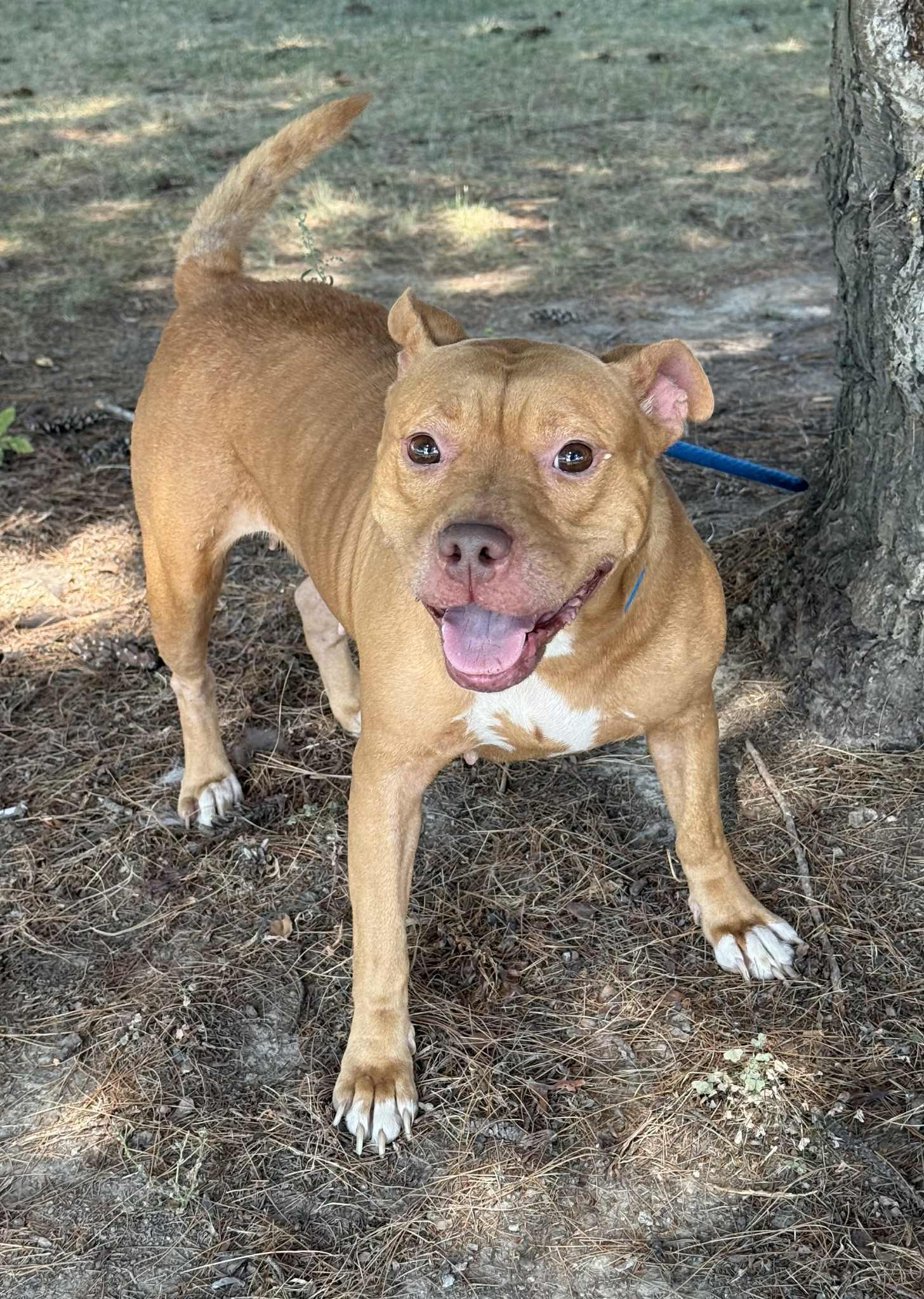 Enlarge Belly (in a FOSTER home), a Adoptable mixed breed in Springfield, IL image 4/5