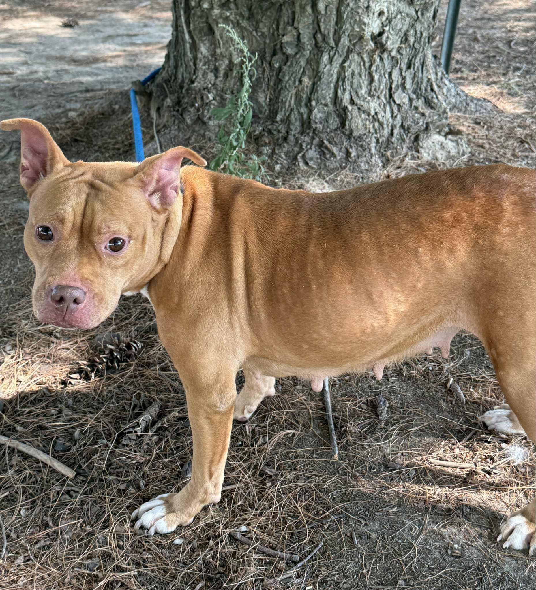 Enlarge Belly (in a FOSTER home), a Adoptable mixed breed in Springfield, IL image 5/5