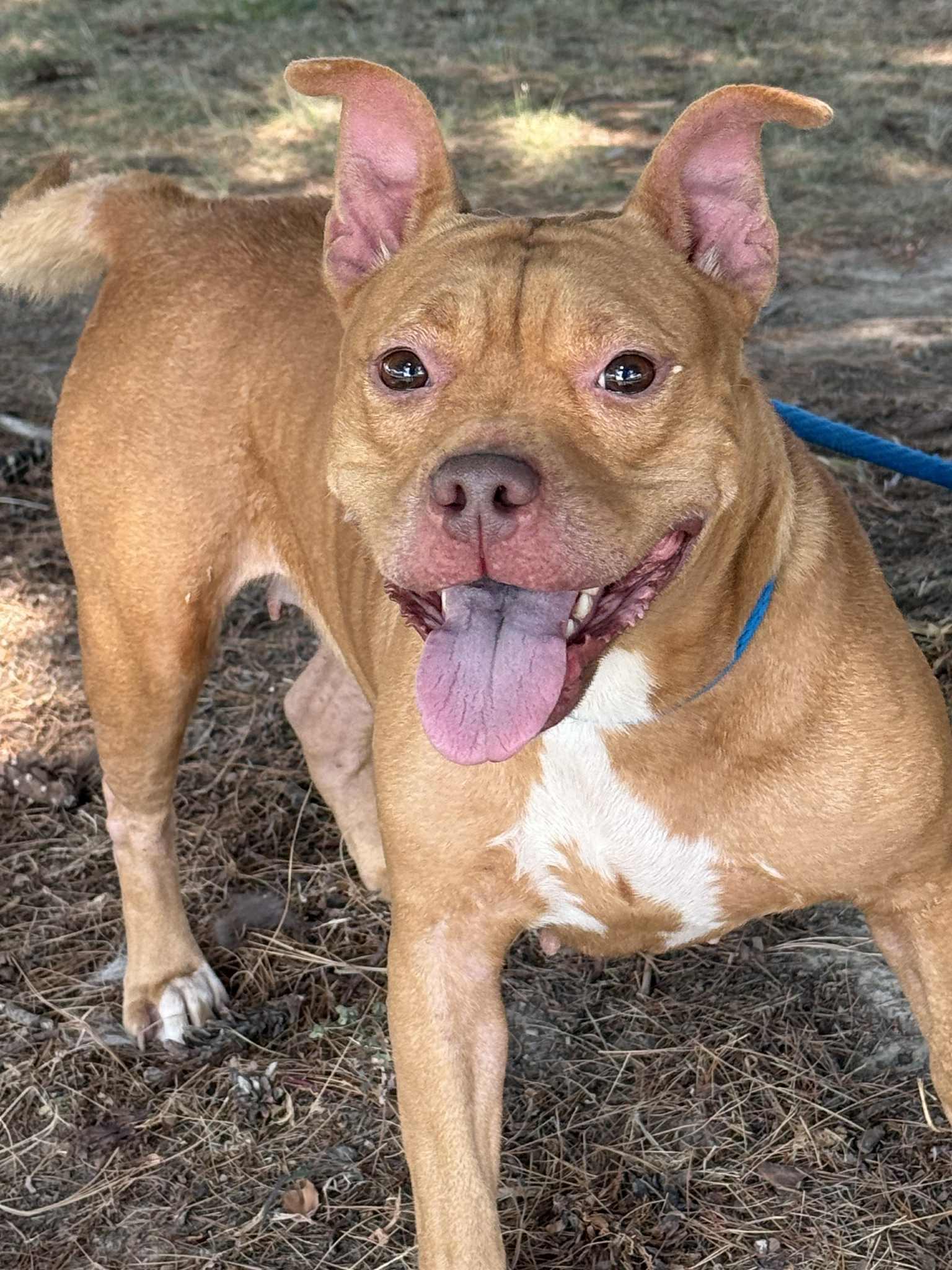 Enlarge Belly (in a FOSTER home), a Adoptable mixed breed in Springfield, IL image 3/5