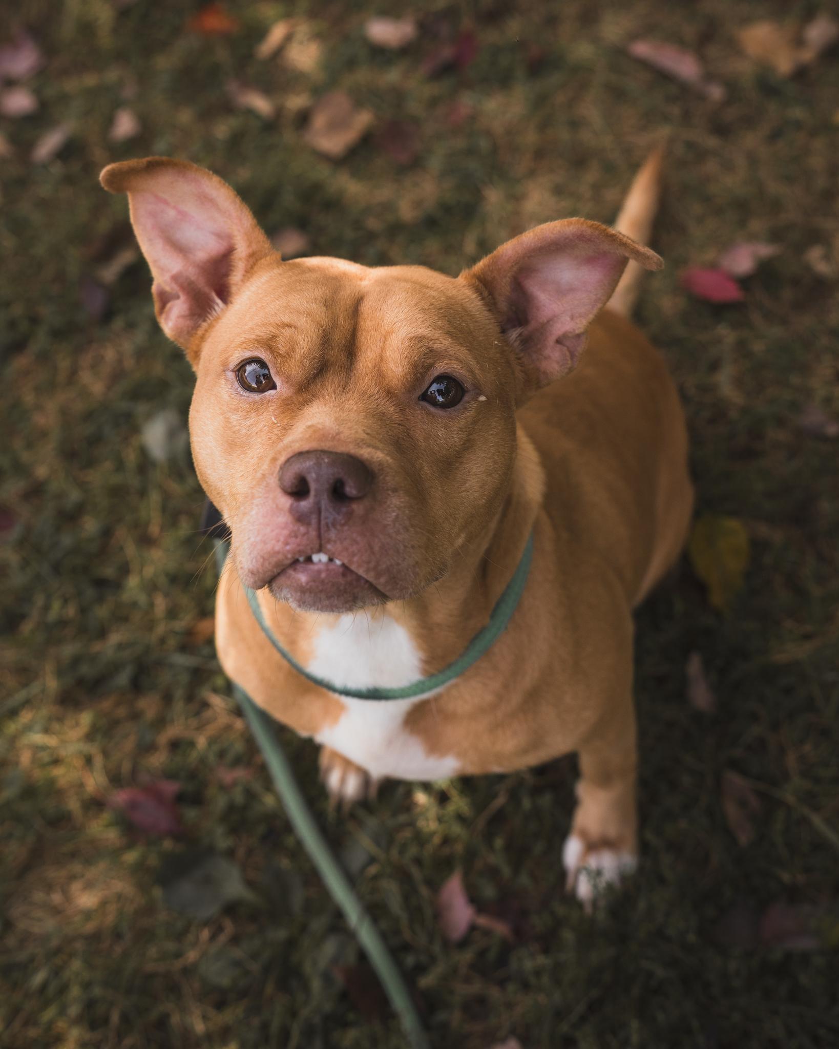 Enlarge Belly (in a FOSTER home), a Adoptable mixed breed in Springfield, IL image 2/5