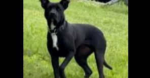 Liberty, Adoptable, Adult Female Pit Bull Terrier & Mixed Breed.