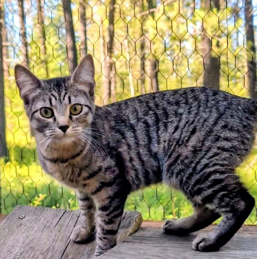 Purrcila World Class Purrer, a ADOPTABLE Tabby in Newport, WA image 3/6