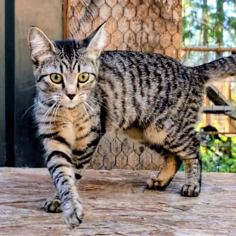 Purrcila World Class Purrer, a ADOPTABLE Tabby in Newport, WA image 4/6