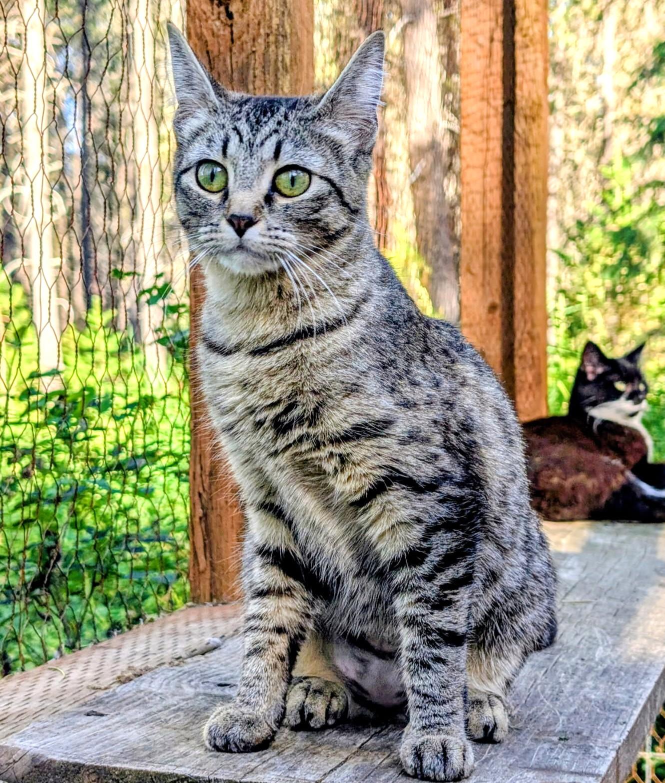 Purrcila World Class Purrer, a ADOPTABLE Tabby in Newport, WA image 2/6