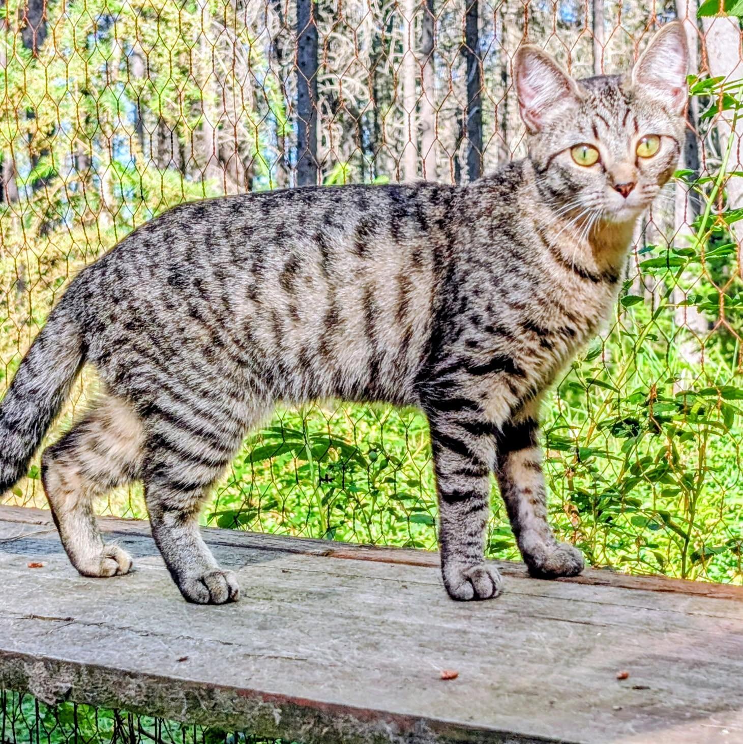 Purrcila World Class Purrer, a ADOPTABLE Tabby in Newport, WA image 5/6
