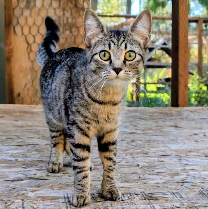 Purrcila World Class Purrer, ADOPTABLE, Young Female Tabby.