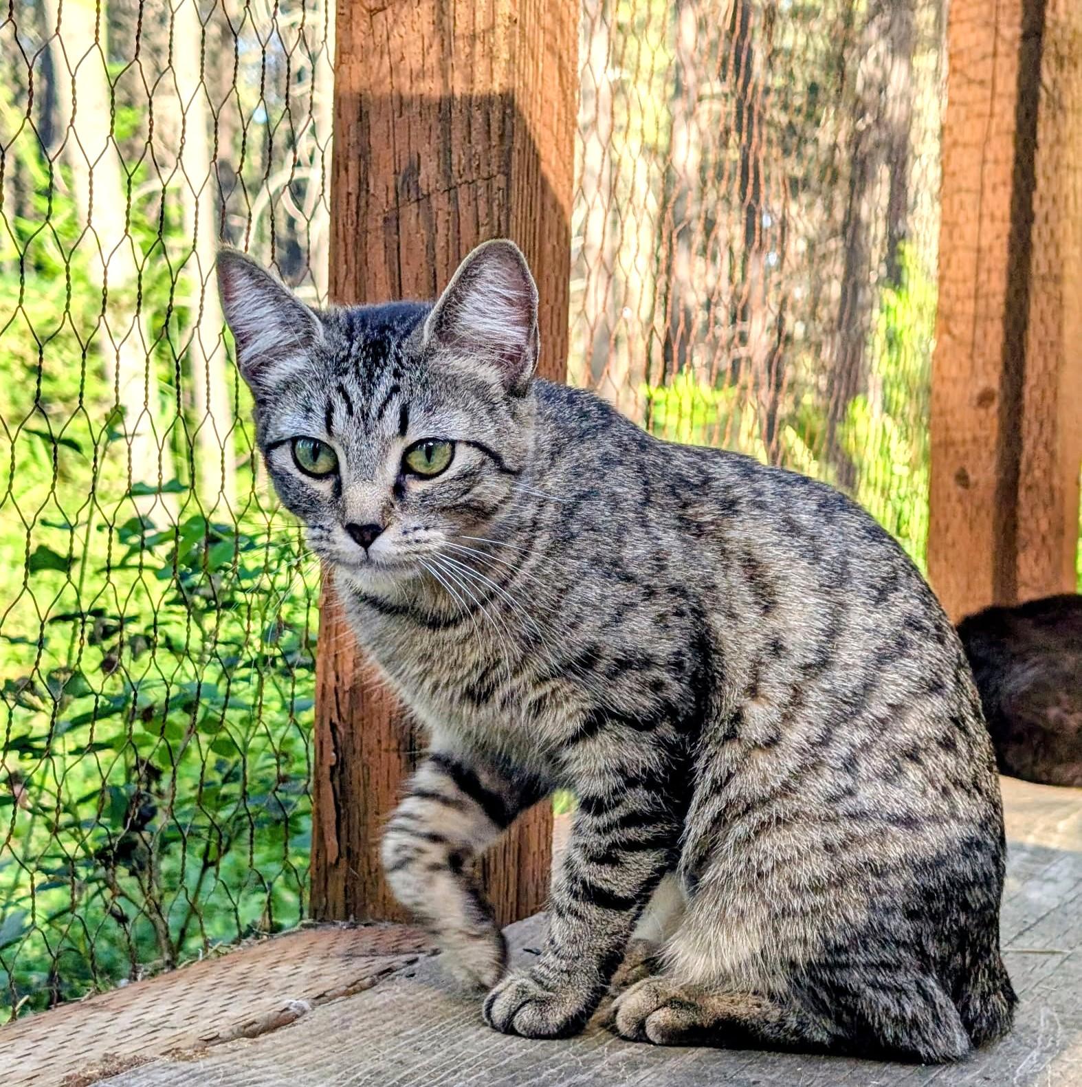 Purrcila World Class Purrer, a ADOPTABLE Tabby in Newport, WA image 6/6