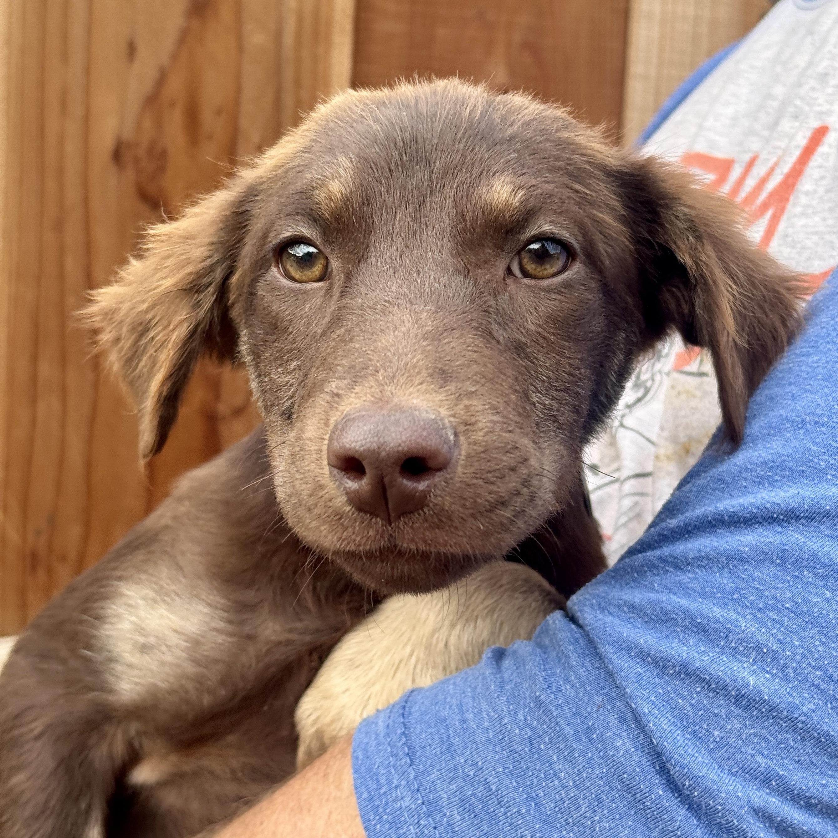 Enlarge Merricat, an adopted mixed breed in Los Angeles, CA image 2/3