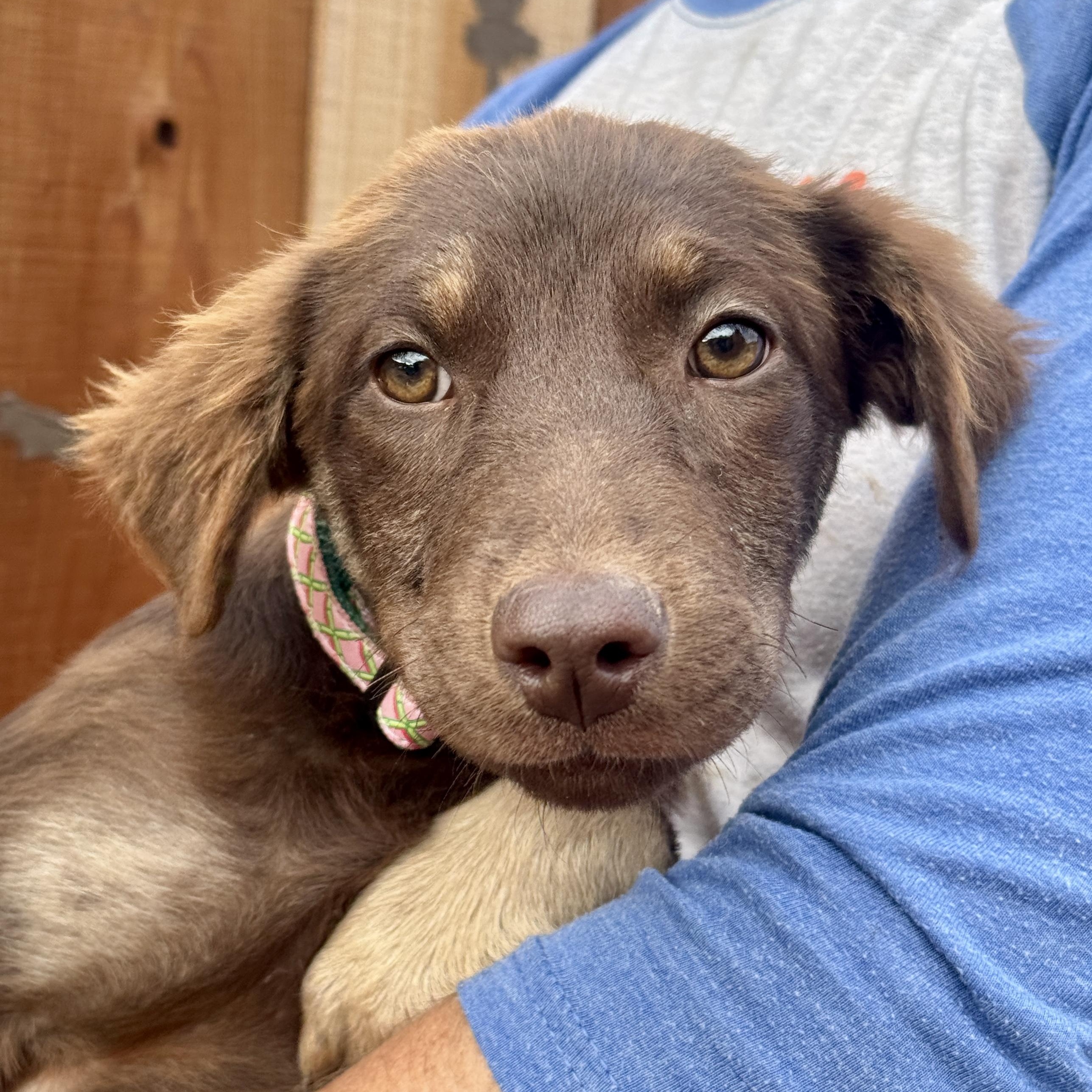 Merricat, adopted, Puppy Female Chocolate Labrador Retriever.