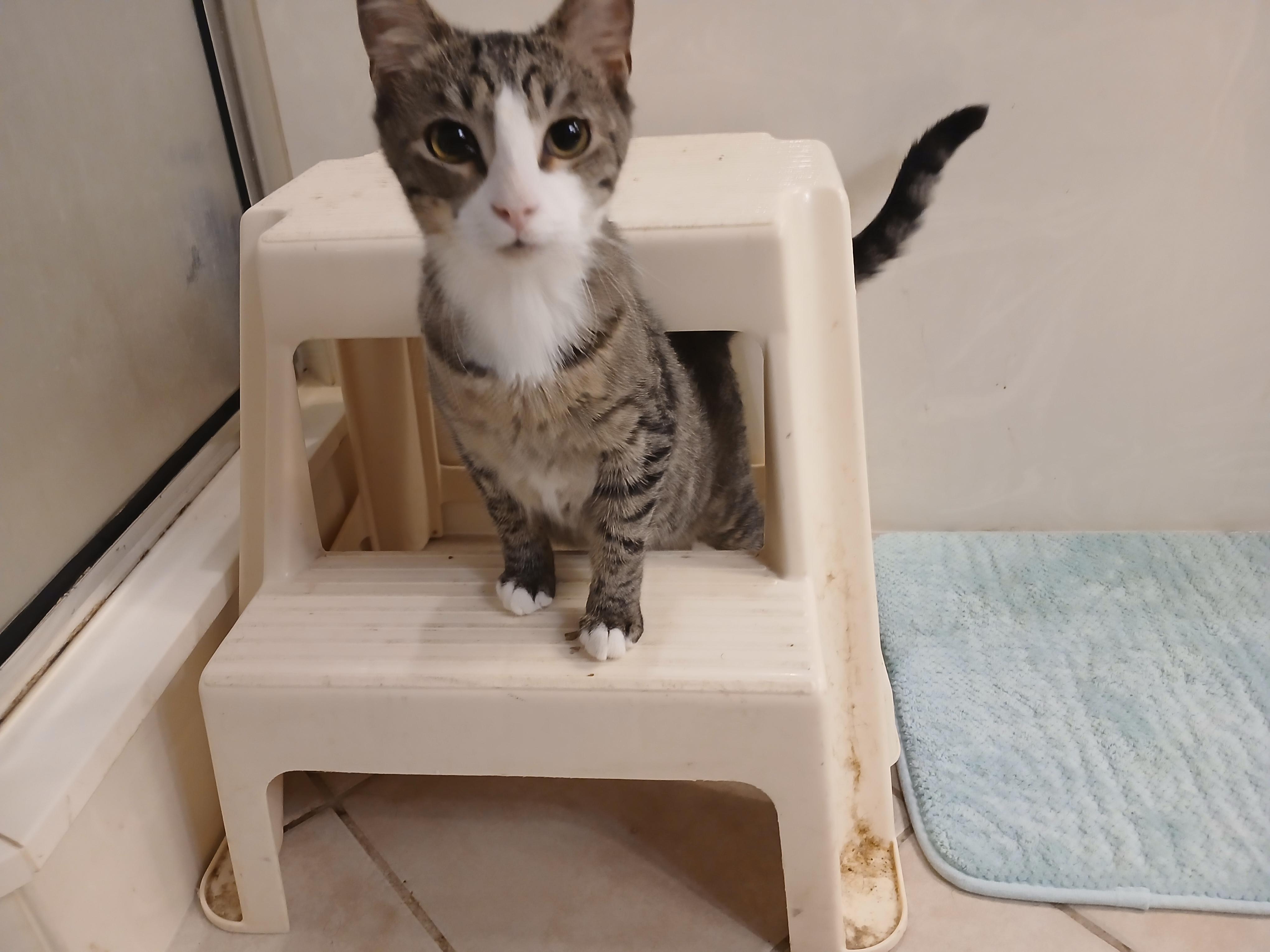 Enlarge Chase, a ADOPTABLE Domestic Short Hair in Brigham City, UT image 3/4