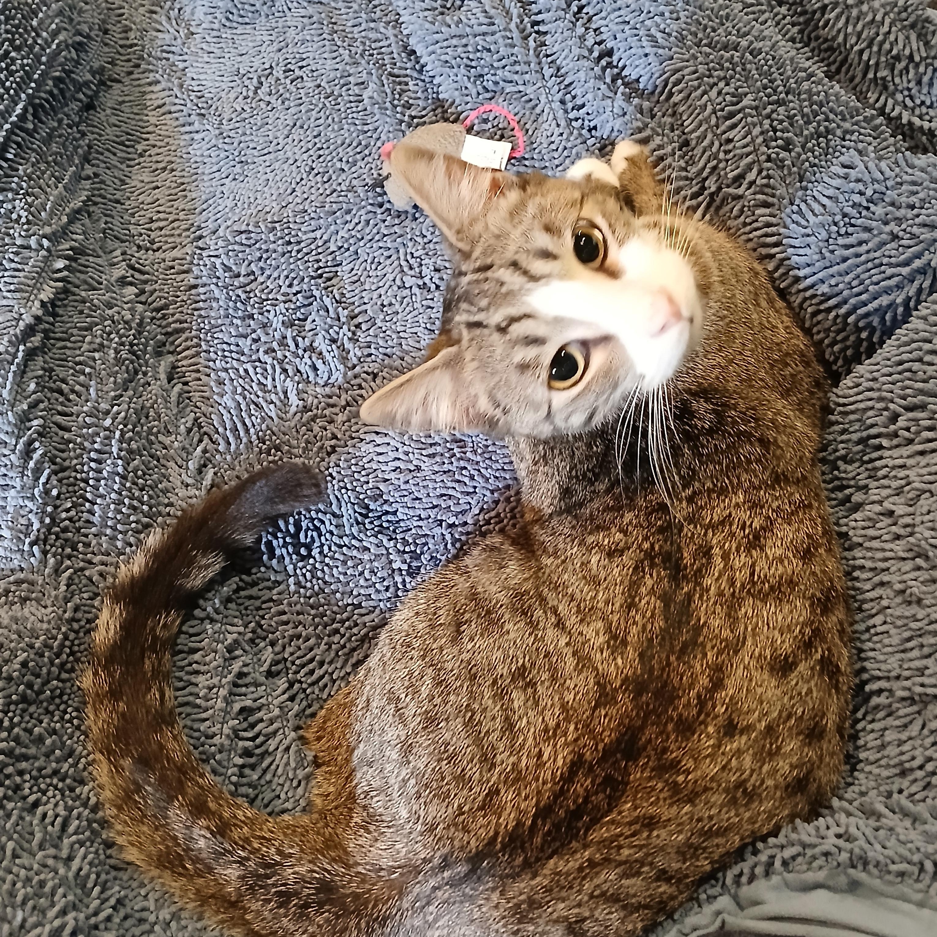 Chase, ADOPTABLE, Young Male Domestic Short Hair.