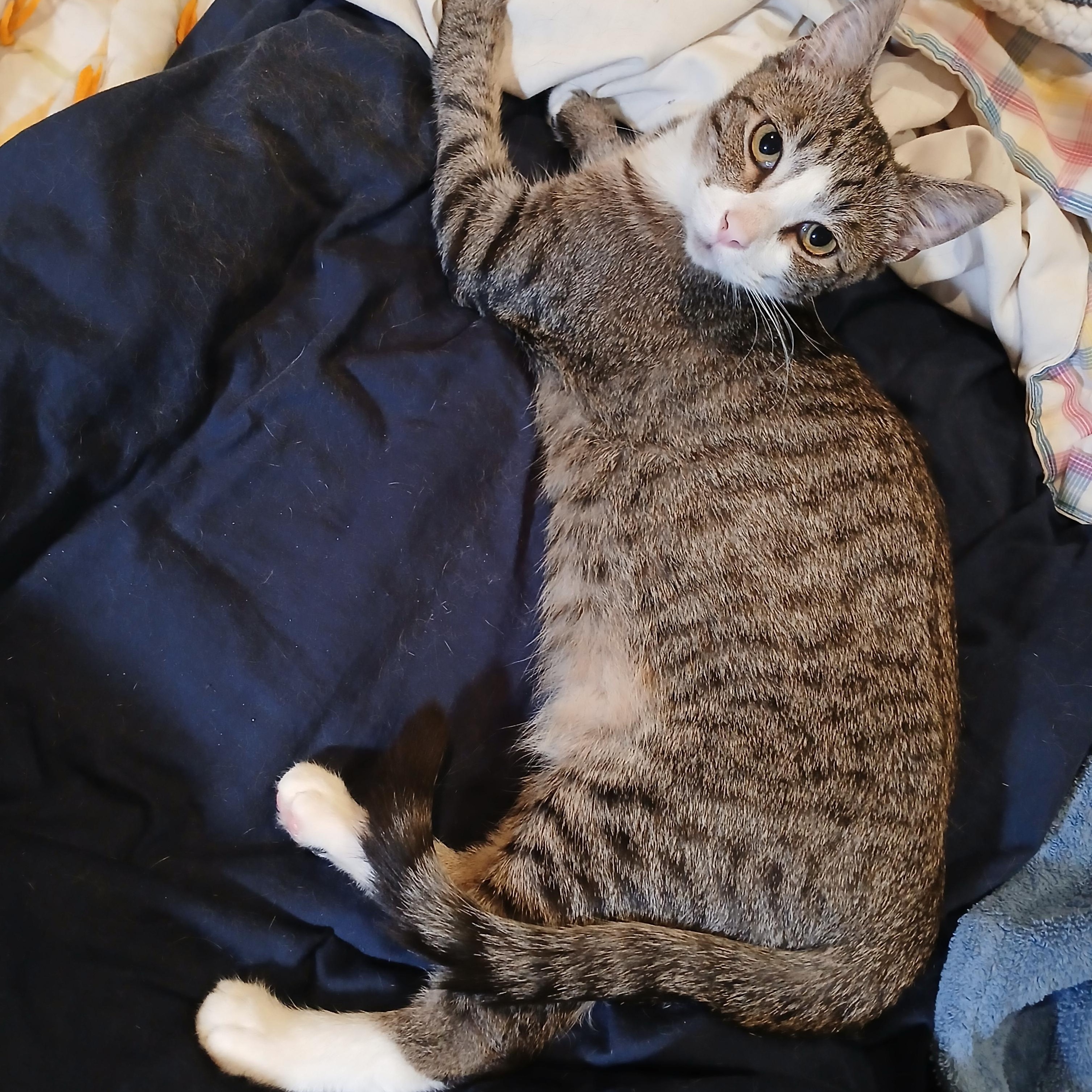 Enlarge Chase, a ADOPTABLE Domestic Short Hair in Brigham City, UT image 2/4