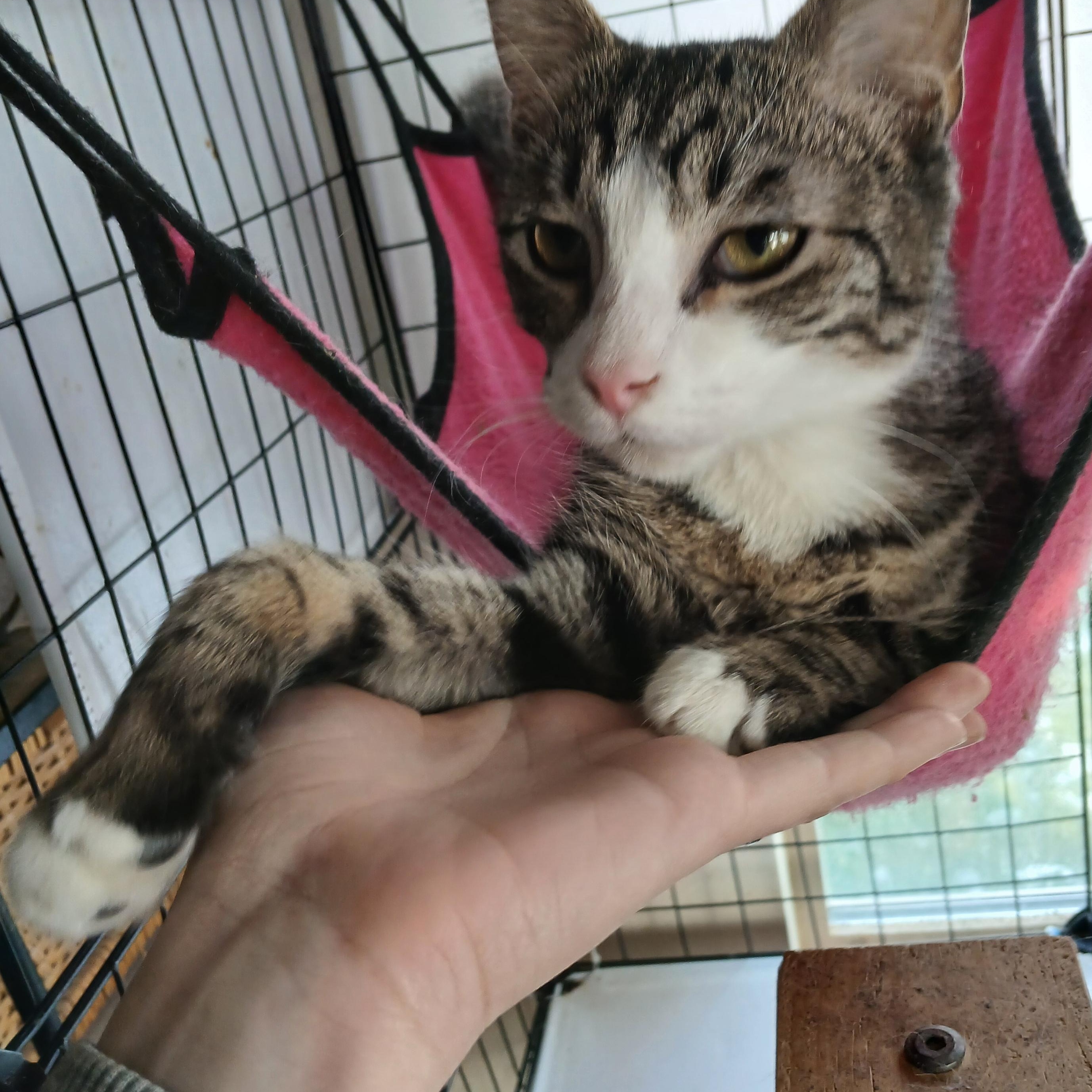 Enlarge Chase, a ADOPTABLE Domestic Short Hair in Brigham City, UT image 4/4