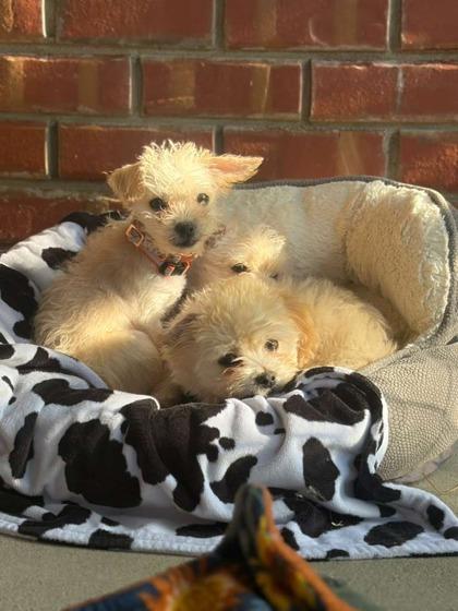 Enlarge Itsy Bitsy, a Adoptable mixed breed in Southern Pines, NC image 1/3