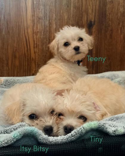 Enlarge Itsy Bitsy, a Adoptable mixed breed in Southern Pines, NC image 2/3