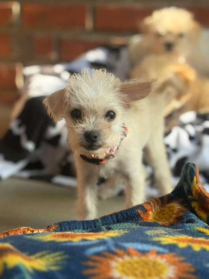 Enlarge Itsy Bitsy, a Adoptable mixed breed in Southern Pines, NC image 3/3