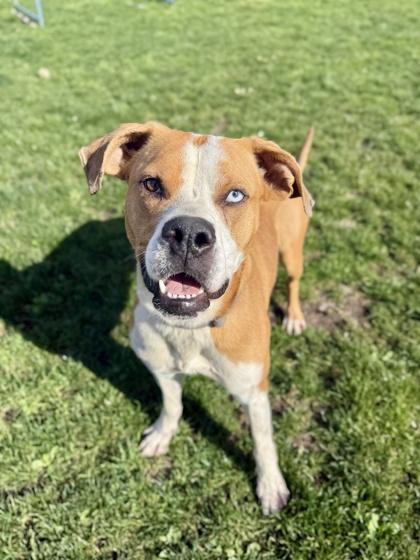Enlarge Macho, a ADOPTABLE mixed breed in Roseburg, OR image 1/1