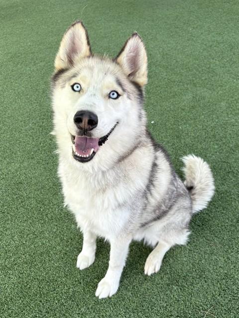 APOLLO, Adoptable, Adult Male Husky.