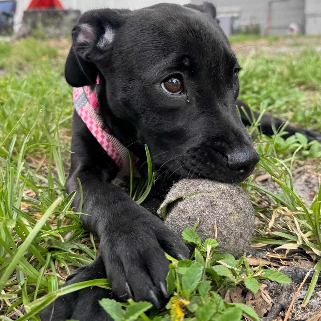 Piper, Adoptable, Young Female Labrador Retriever.