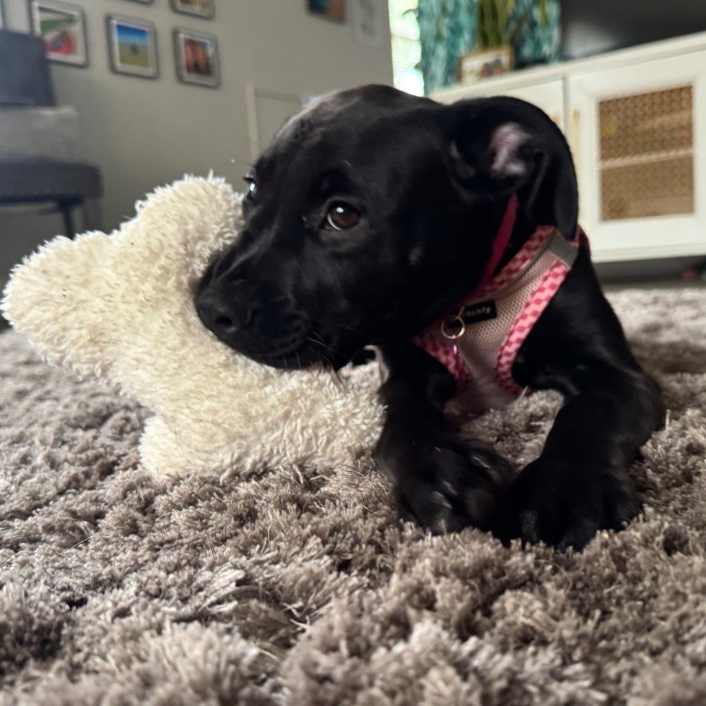 Enlarge Piper, a Adoptable Labrador Retriever in Sarasota, FL image 2/6