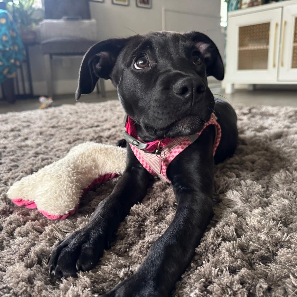 Enlarge Piper, a Adoptable Labrador Retriever in Sarasota, FL image 3/6