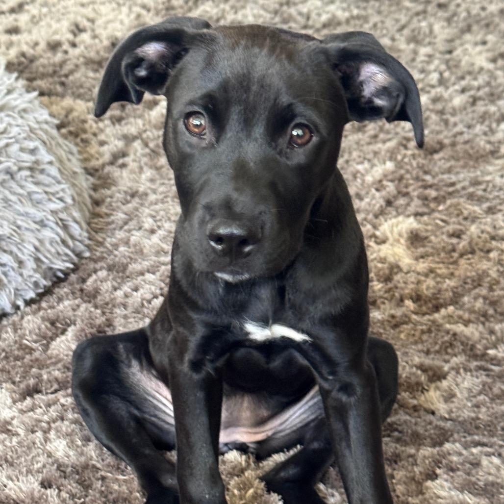 Enlarge Piper, a Adoptable Labrador Retriever in Sarasota, FL image 4/6