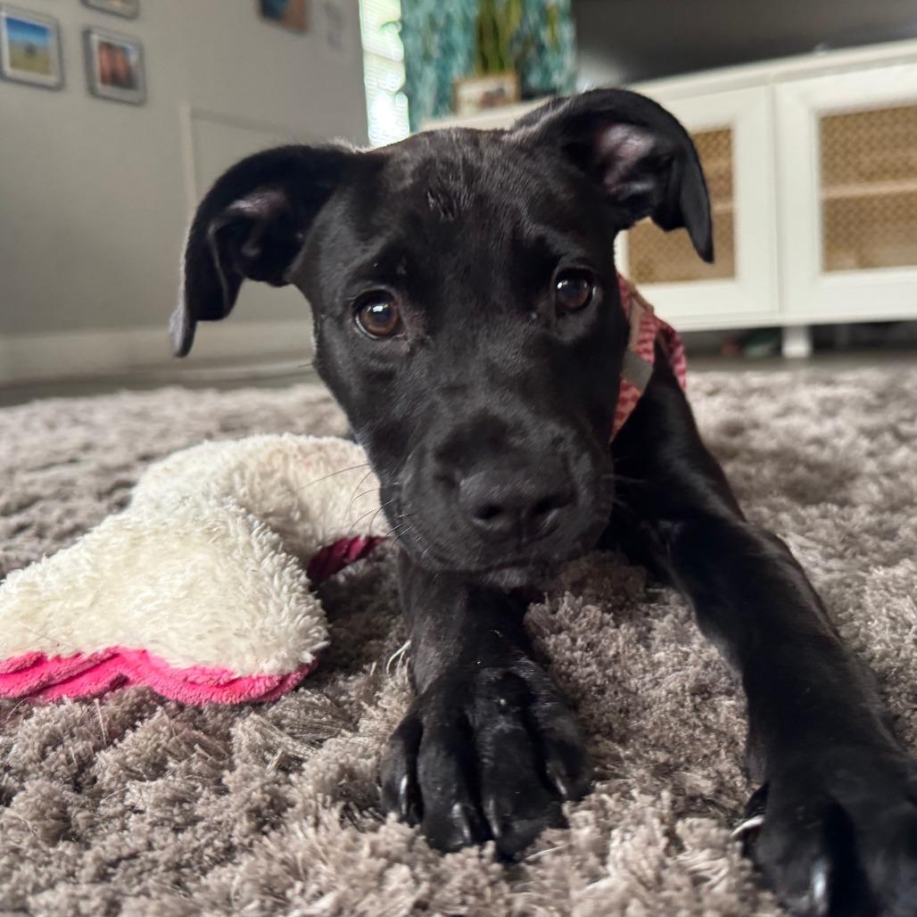 Enlarge Piper, a Adoptable Labrador Retriever in Sarasota, FL image 5/6